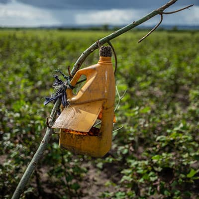 Verwendung von natürlichem Pflanzenschutz- & Düngemittel