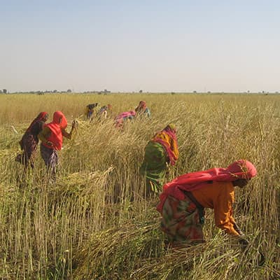 Saubere Energie aus Senf-Ernteresten in Indien