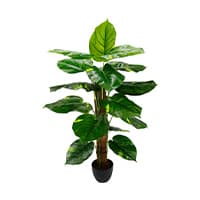 Pothos Pflanze