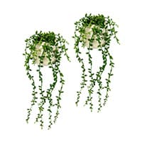 Senecio
