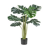 Philodendron