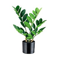 Zamifolia