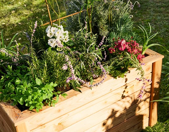 Blumenkasten aus Holz mit verschiedenen Kräutern und Blumen im Garten.