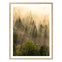 Nebeliger Nadelwald in goldenem Licht, Sonnenstrahlen fallen schräg durch die Baumkronen