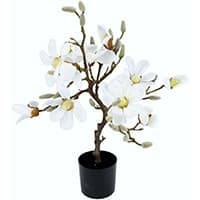 Kleine Magnolienpflanze im Topf mit vielen weißen Blüten und Knospen auf verzweigten Ästen