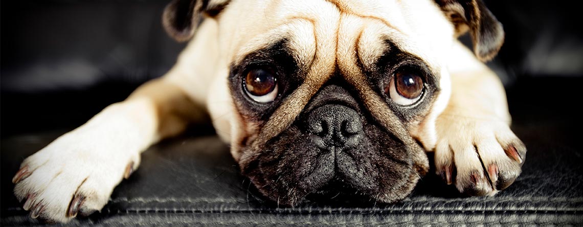 Mops 